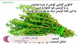 کاکوتی خواص آن