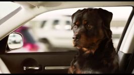 watch Show Dogs 2018 full movie online download free httpbit.lyjojoz