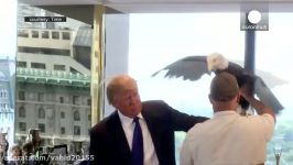 حمله عقاب سر سفید به دونالد ترامپ