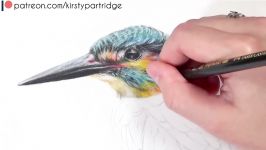 How to Draw a Realistic Bird using Coloured Pencils