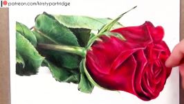 How to Draw a Realistic Rose in Coloured Pencil  Drawing Tutorial Step by Step