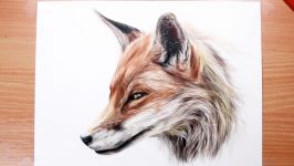 How to Draw Realistic Fur with Coloured Pencils  Drawing Tutorial