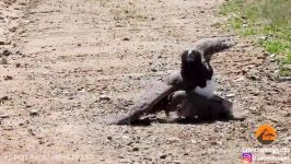 شکار بچه گراز توسط پرنده عقاب در حیات وحش