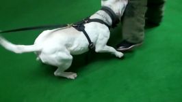 آموزش گیرایی سگ دوگو Dogo Argentino Achillies Protection training