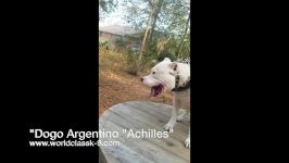 تست دوگو آرژانتینوDogo Argentino Achilles Work out 