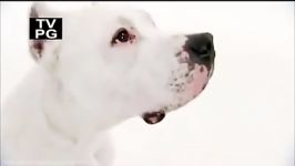 Dogs 101  Dogo Argentino Long Version