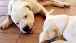 Funny video about my Dogo Argentino