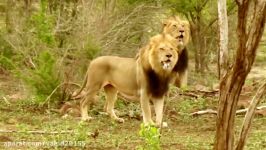 جنگ نبرد شیر بوفالو در حیات وحش