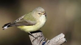 راه اندازی بررسی Zhiyun WeeBill Lab