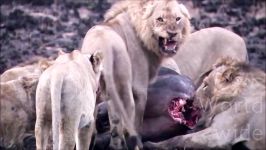 نبرد واقعی شیرها  حمله شیرها