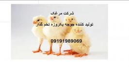 حمل جوجه یکروزه تخم گذار