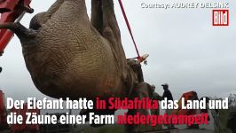 „Problem Elefant“ von einem Gericht zum Tode verurteilt