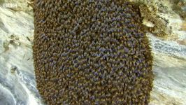 کندوی غول پیکر زنبورهای عسل