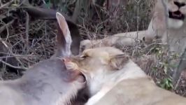 شکار کودو توسط شیرها در آفریقا