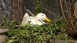 اردک ناز خوابیده عشق روی تخم