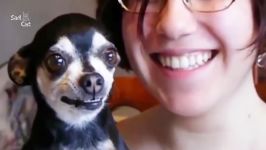 Funny Chihuahua Dogs Compilation NEW