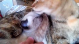 Mom Cats Love Their Kittens Compilation NEW