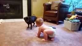 Dog Loves Baby When the First Time They Met Compilation NEW