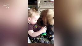 English Mastiff and Baby Compilation