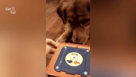 Funny Golden Retriever Compilation