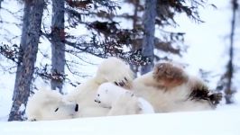 بازی خرس قطبی مادر توله خرس