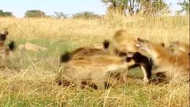 تصاویر نادری شکار شیر توسط گله کفتارها