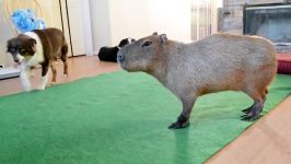 سگ Capybara