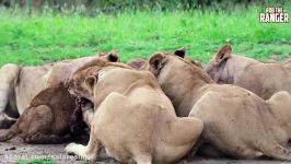 عملکرد باورنکردنی شیرها گراز وحشی Lions Wt A Warthog Incredible Action فول HD