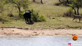نجات بوفالو توسط گله اش حمله همزمان شیرها کروکودیل ها