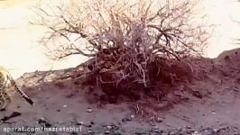 ثبت فیلم یوزپنگ آسیایی پلنگ ایرانی توسط دوربین تله ای در پارک ملی توران