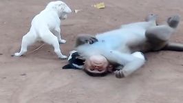 اذیت سر به سر گذاشتن توله سگ ها توسط میمون بازیگوش