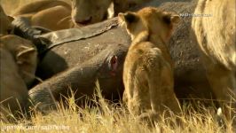 ضجه های دردناک بچه فیل شیر های جوان تازه کار Newcomer Lions Eat Elephant Alive