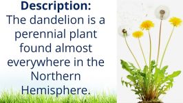 What to do with Dandelion #1 Deadly Mistake to Avoid