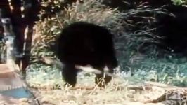 Chimps Attacking Leopard