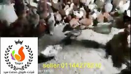 فروش مرغ محلی نیمچه 50روزه در سمنان