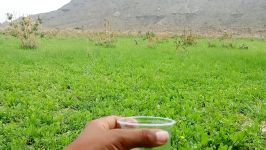 بهار امسال تصویر گجگشاری روستای سگن دربشاگرد