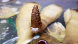 Japanese Street Food  GIANT GEODUCK CLAM Japan Seafood