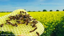 معجون گرده عسل خصوصیت ویژه گرده افشانی زنبورعسل