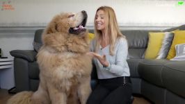 CHINESE TIBETAN MASTIFF  The Worlds Most Expensive Dog