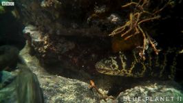 Lightfoot crabs ambushed by eels and octopuses  Blue Planet IIOne