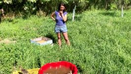 Tsetsi shows her Geese Ducks and Backyard Chickens Цеци показва гъски 