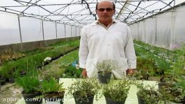 معرفی گیاهان دارویی تولید شده در شرکت گیاهان دارویی زرین گیاه ارومیه