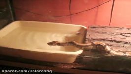 الله اکبر  وقتی مار موش رو غرق شدن نجات میده Snake Saves Mouse From Drowning