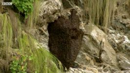 Massive Bee Colony Buzzing In Sync To Scare Off Predators