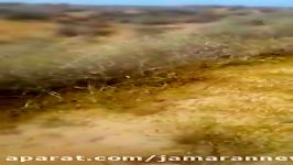 هجوم چند صد میلیونی ملخ های صحرایی به ایران
