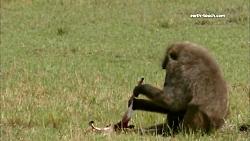 جر دادن آهو زنده توسط میمون بابون