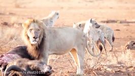 جنگ نبرد گروهی کفتارها شیرها در حیات وحش