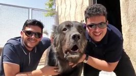 آراز بزرگترین سگ سرابی ایران