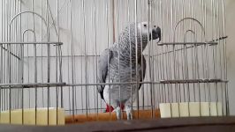 good Parrot طوطی سخنگو ایران بنام توکا