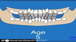 مراحل رشد دندان دکترمجیدقیاسی دندانپزشک زیبایی مشهد